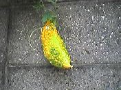 もしかしてゴーヤ？