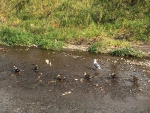 2016-10-30_12-19-53_196